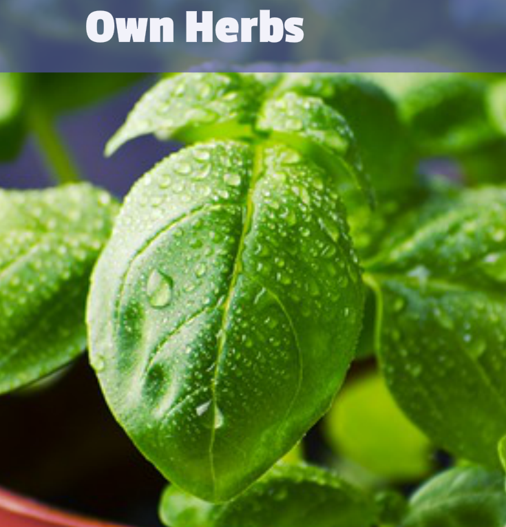 growing your own herbs